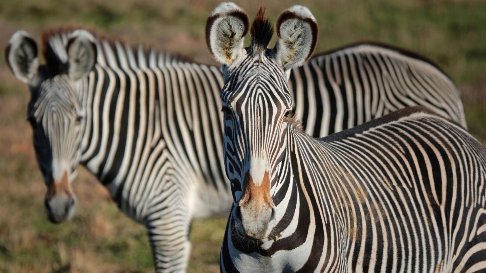 What’s new at St. Louis Zoo’s safari park? 7 questions answered